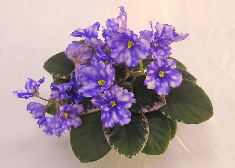 Hunter's Andromeda (K. Muzalewski)  Е.Плессер.JPG