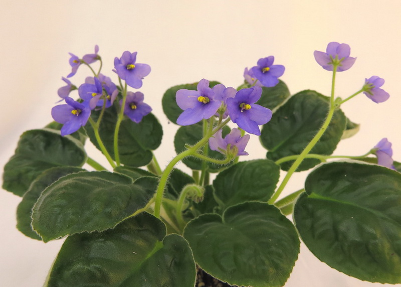 Saintpaulia ionanthus var. rupicolus “Kacharoroni”  Калгины.JPG