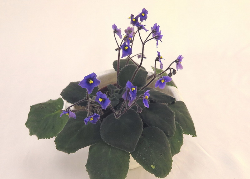 S.diplotricha Parker  Калгины.JPG