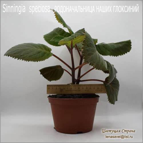 Sinningia-speciosa-рост.jpg
