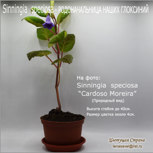 Sinningia-speciosa-(Lodd.)-Hiern-'Cardoso-Moreira'-plant-stem.jpg