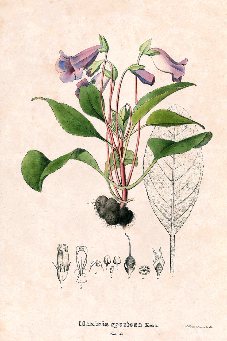 G_speciosa_Nees2.jpg