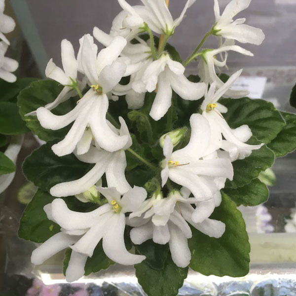 Старастенко Lunar Lily White.jpg