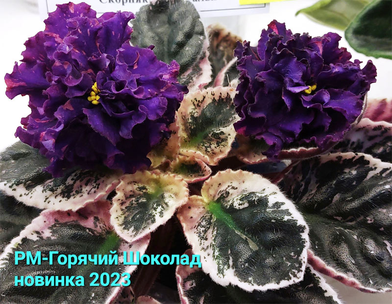 20230422_134643.jpg