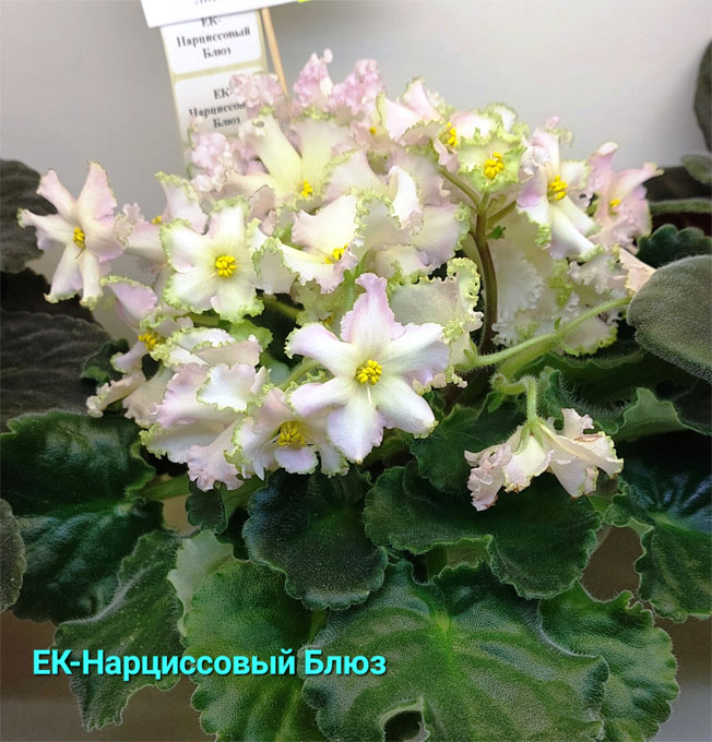 ек-нарциссовый-блюз.jpg