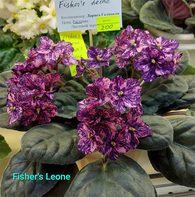 fishers-leone.jpg