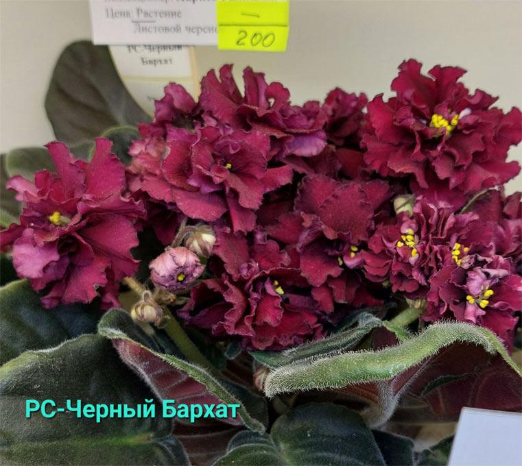 рс-черный-бархат.jpg