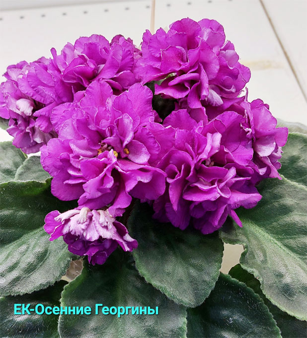 20230422_134711.jpg