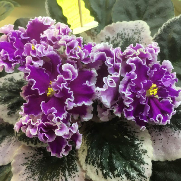 Тюрина ПТ-Королевич Елисей.jpg