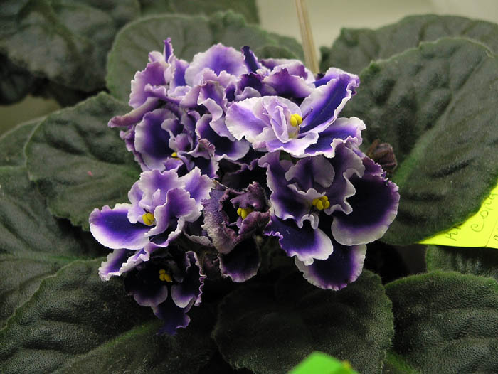 Rhapsodie Cora