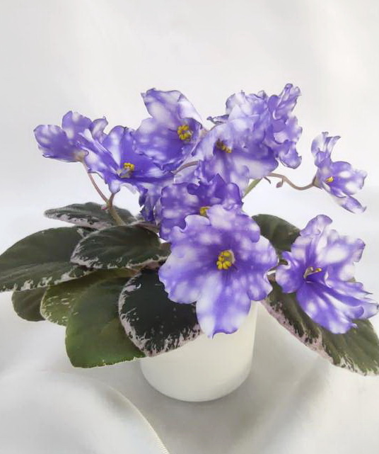 IMG_20230424_144050.jpg