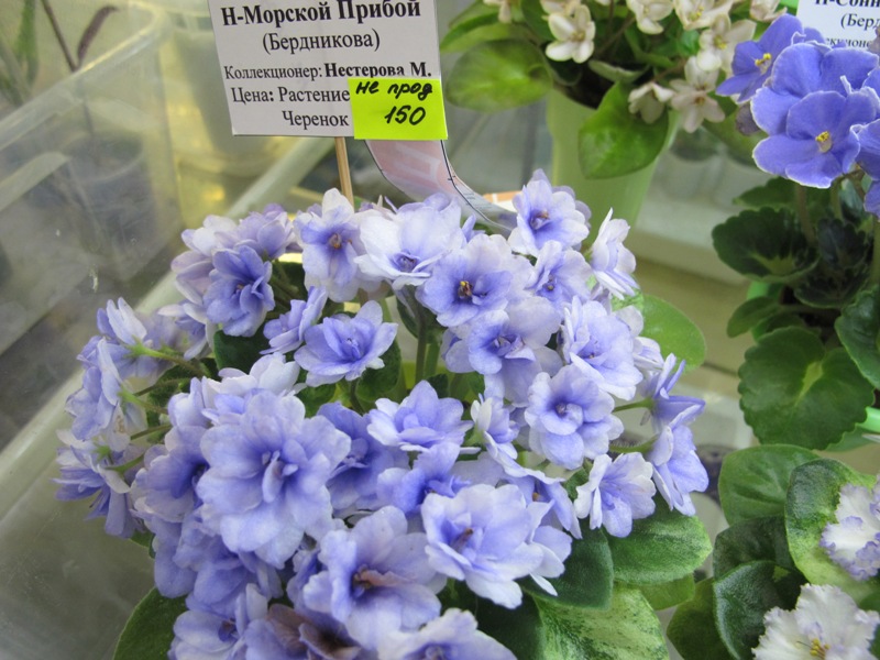 Н-Морской Прибой (Кол. Нестерова).JPG