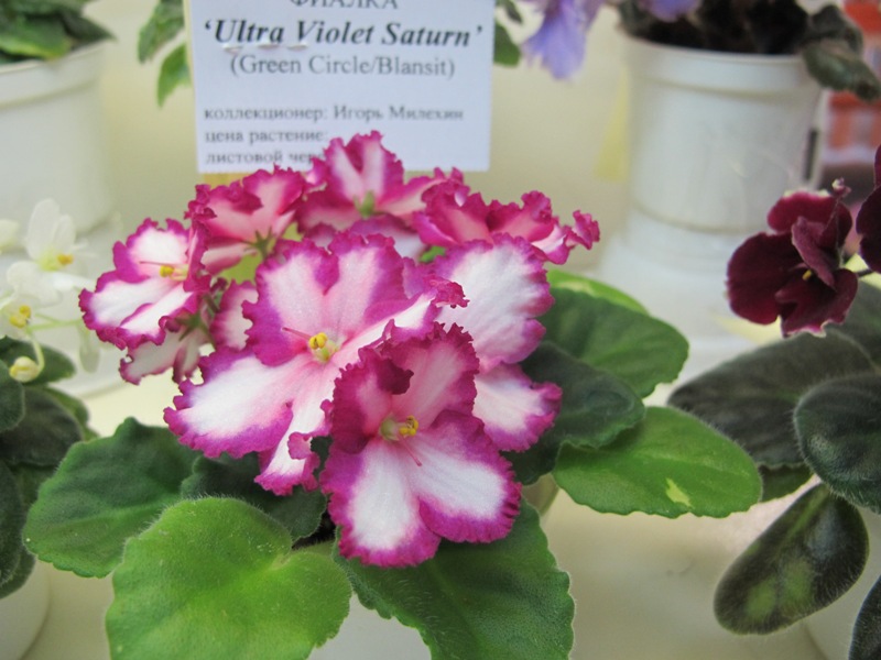 Ultra Violet Saturn (Кол. Милехин).JPG