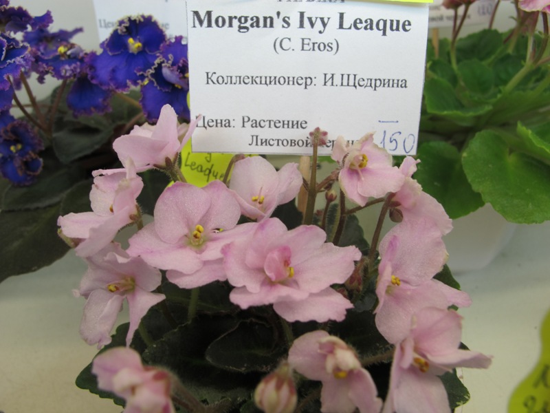 Morgans Ivy Leaque (Кол. Щедрина).JPG