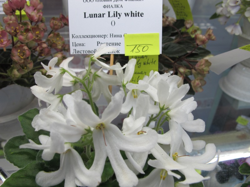 Lunar Lily white (Кол. Старостенко).JPG