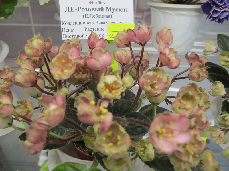 ЛЕ-Розовый Мускат (Кол. Старостенко).JPG