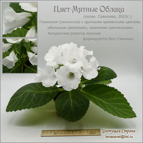 Цвет-Мятные-Облака.jpg