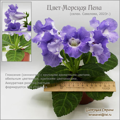 Цвет-Морская-Пена.jpg
