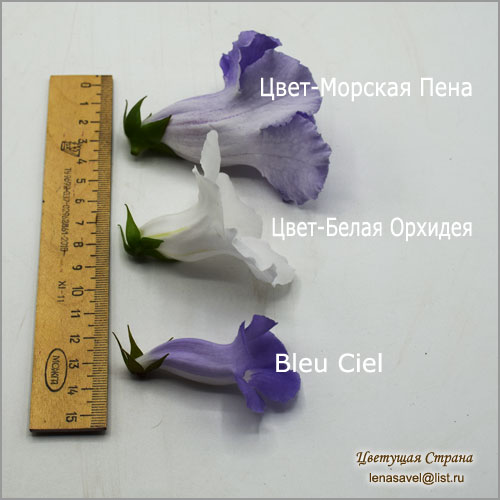 Сравнение-размера-цветков-синнингий.jpg