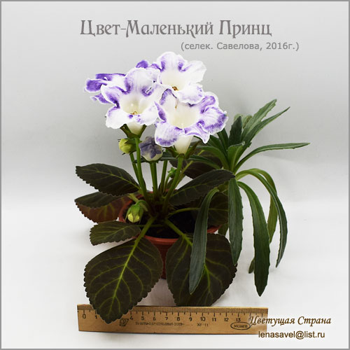 Цвет-Маленький-Принц-в-2023.jpg