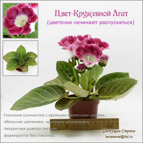 Цвет-Кружевной-Агат-начинает-распускать-букет-цветов.jpg