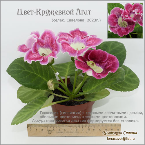 Цвет-Кружевной-Агат.jpg