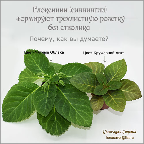 Цвет-Мятные-Облака-&-Цвет-Кружевной-Агат.jpg
