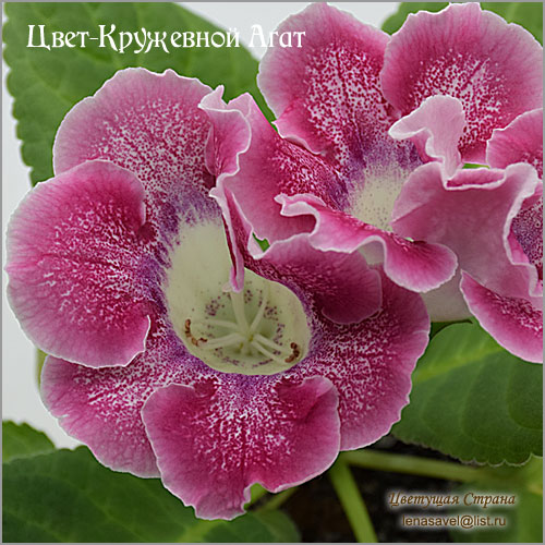 Цвет-Кружевной-Агат-цветок.jpg