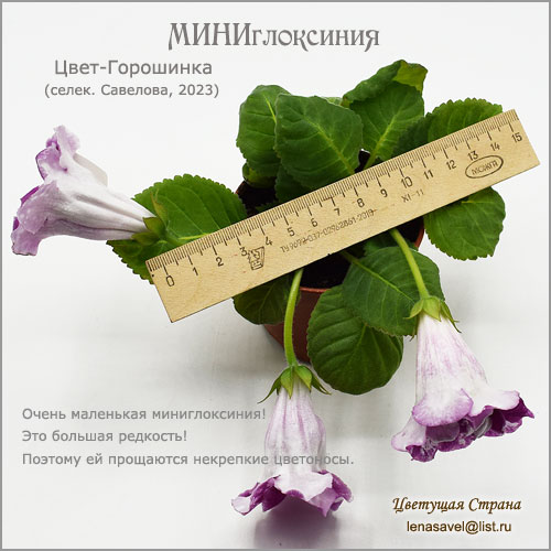 Цвет-Горошинка-некрепкие-цветоносы.jpg