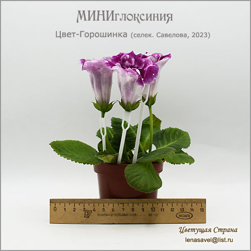 Цвет-Горошинка-профиль.jpg