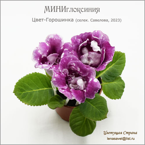Цвет-Горошинка.jpg