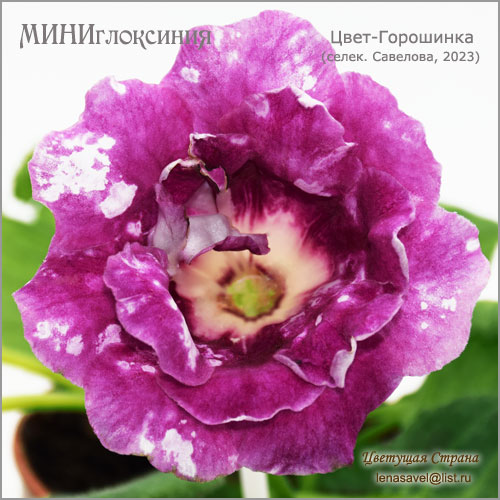 Цвет-Горошинка-анфас.jpg