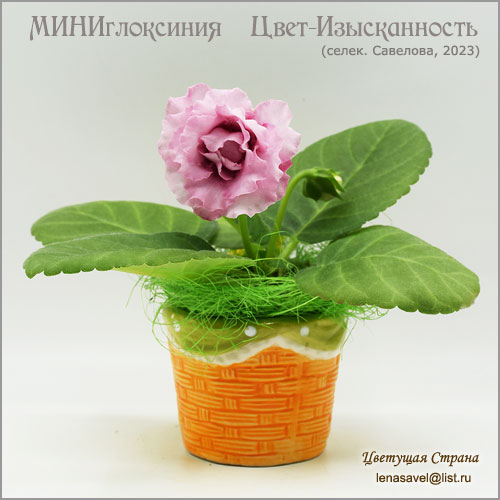 Цвет-Изысканность-миниглоксиния.jpg
