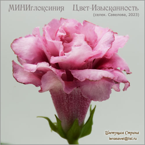 Цвет-Изысканность-густомахровый-цветок-миниглоксиния.jpg