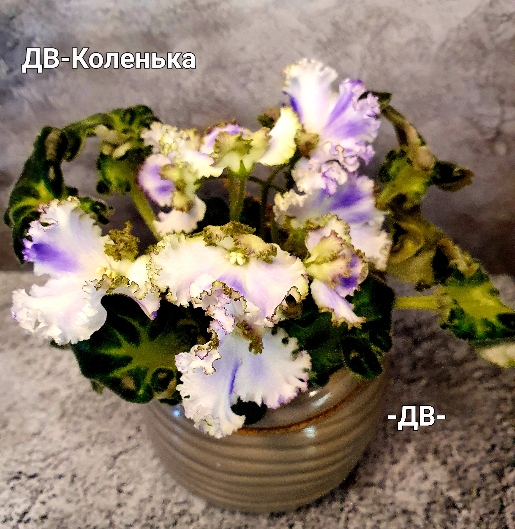 ДВ-Коленька