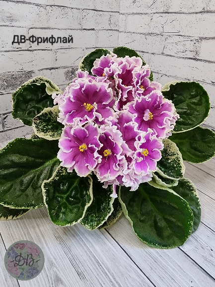 ДВ-Фрифлай