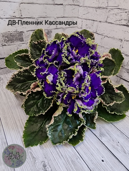ДВ-Пленник Кассандры
