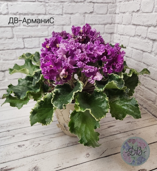 ДВ-АрманиС