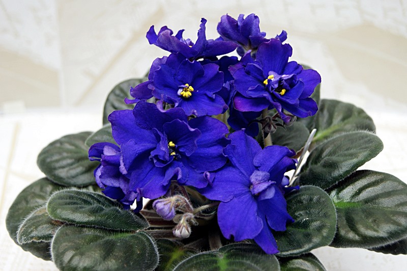 Брат 2 (Макуни).JPG