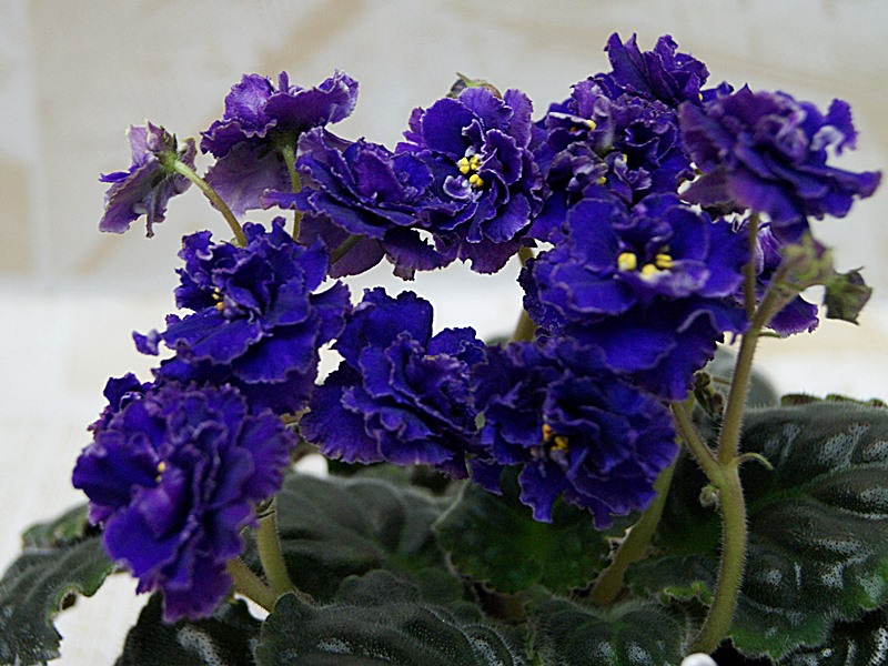 Демон (Макуни).JPG