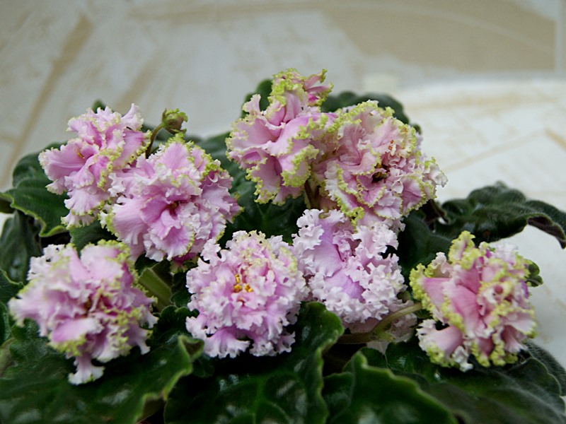 Зима Улыбается (Макуни).JPG
