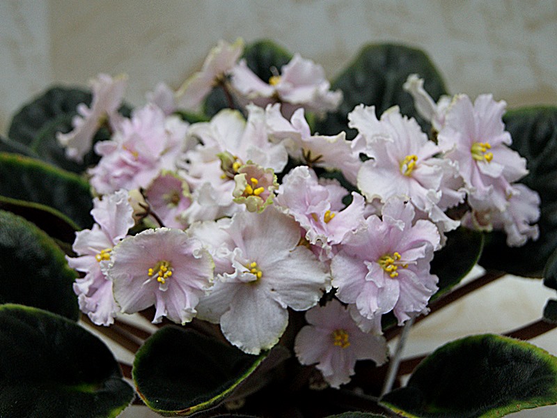 Крем Брюле (Макуни).JPG