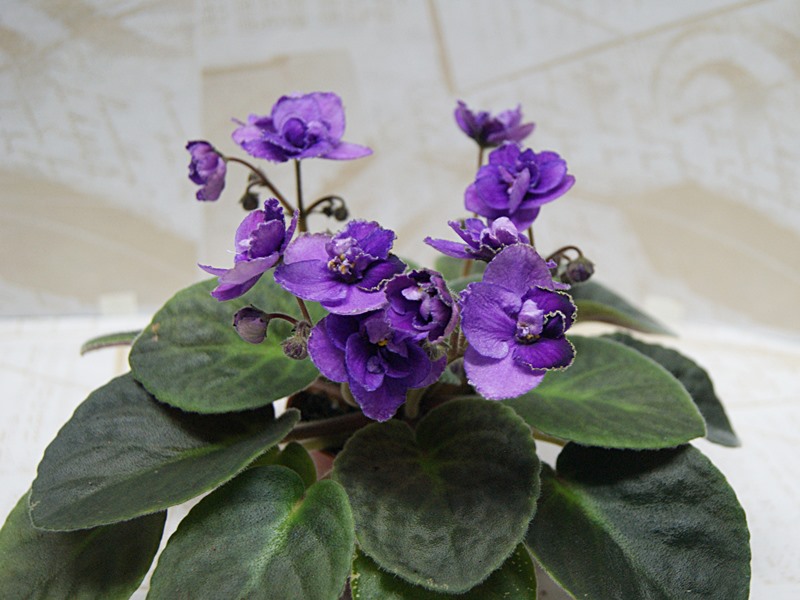 Монстр (Макуни).JPG