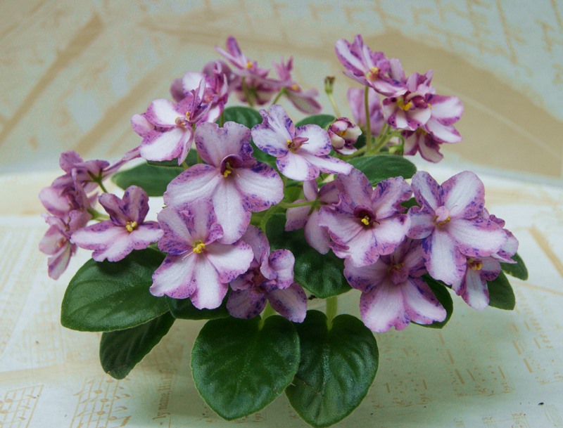 ЦМ-Радость Простых Мелодий (И.Щедрина).JPG