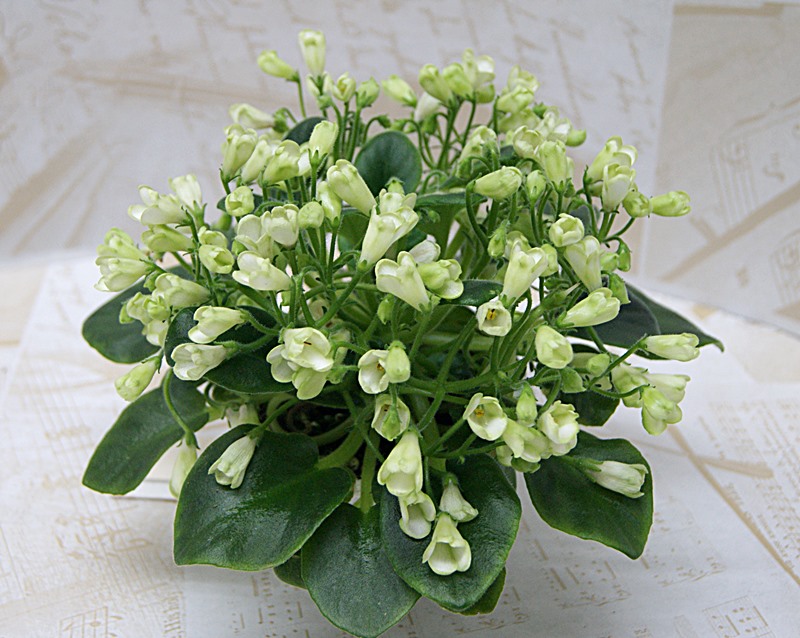 Emerald Bell (О. Барышева).JPG