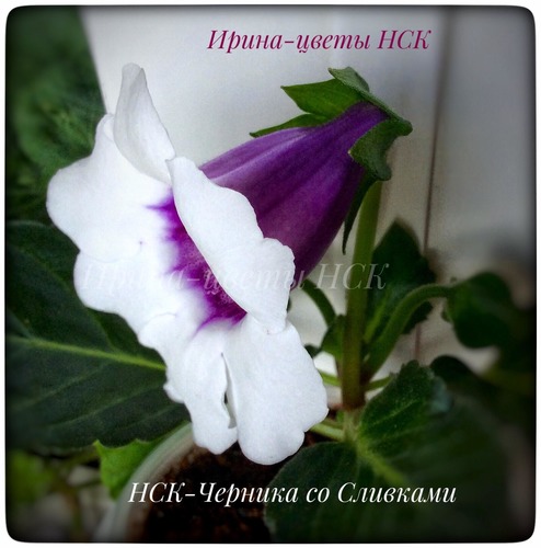 imgonline-com-ua-Resize-fxwCyRpEkGV9CSB.jpg
