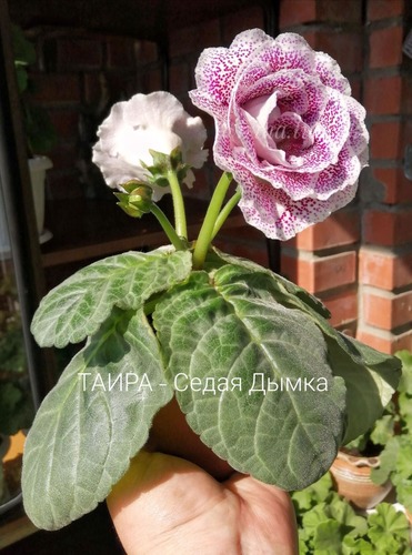 imgonline-com-ua-Resize-dhy8LafQSCDX4Wg.jpg