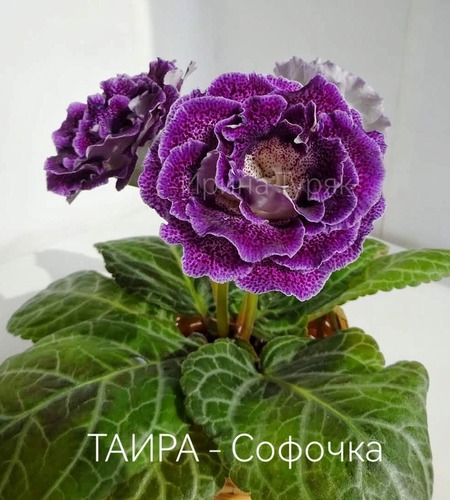 imgonline-com-ua-Resize-MjGnMmirKE.jpg