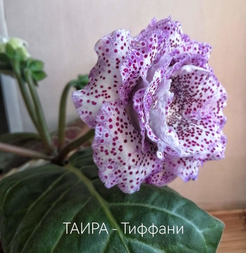 imgonline-com-ua-Resize-OOQQB4k00vlHZ.jpg