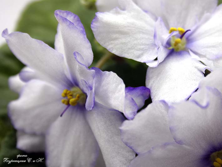 СН 118 2 мал.jpg